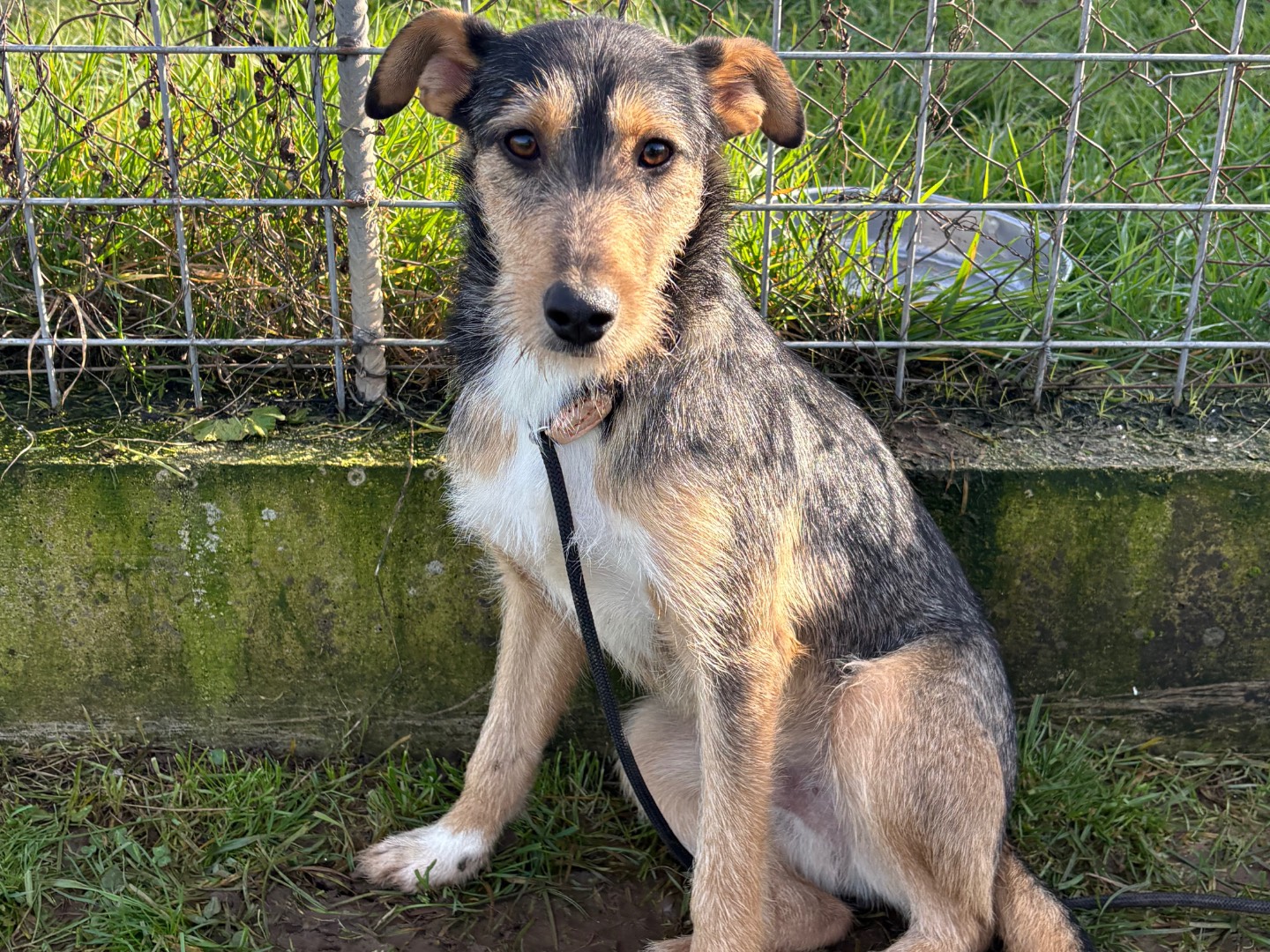 Adozione cane, maschio, Razza sconosciuta Razza sconosciuta, 1 anno e 4 mesi, taglia media contenuta, Frosinone