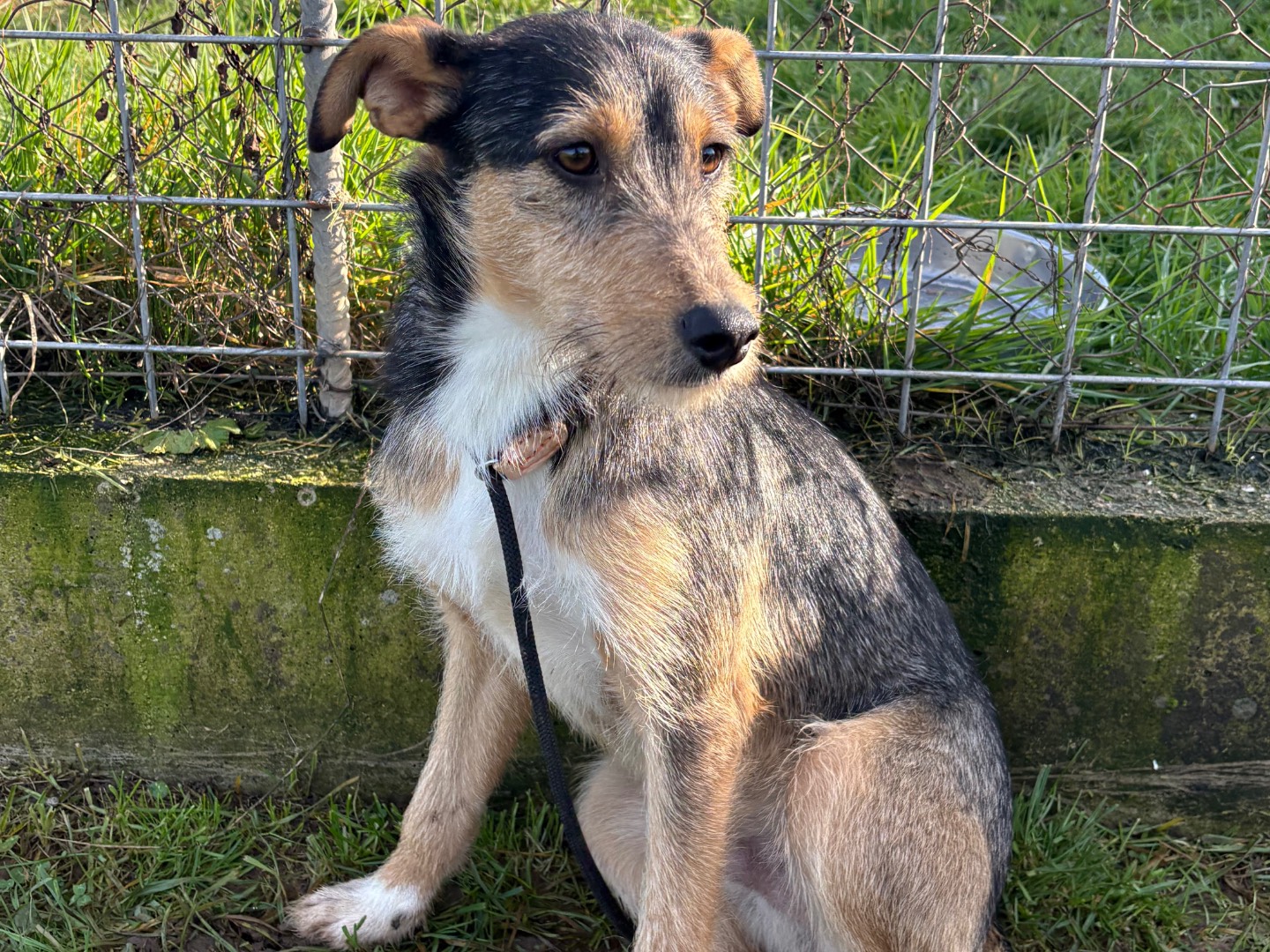 Adotta un cane, taglia media contenuta, maschio, Frosinone