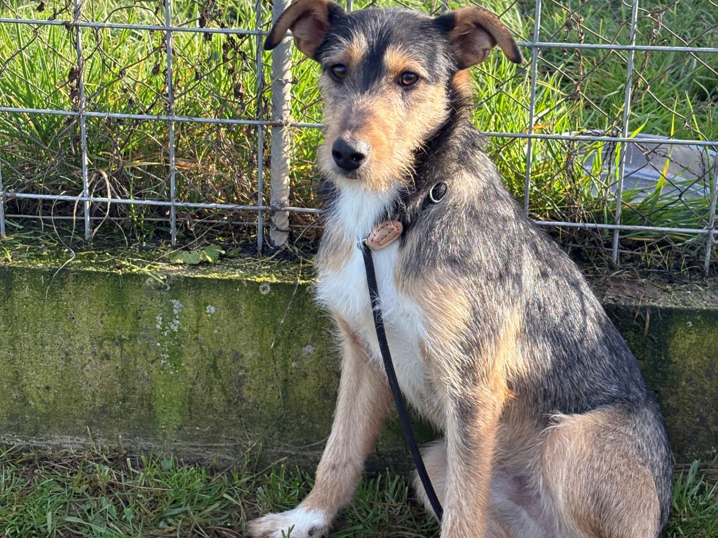 Vuoi adottare un cane a Frosinone?