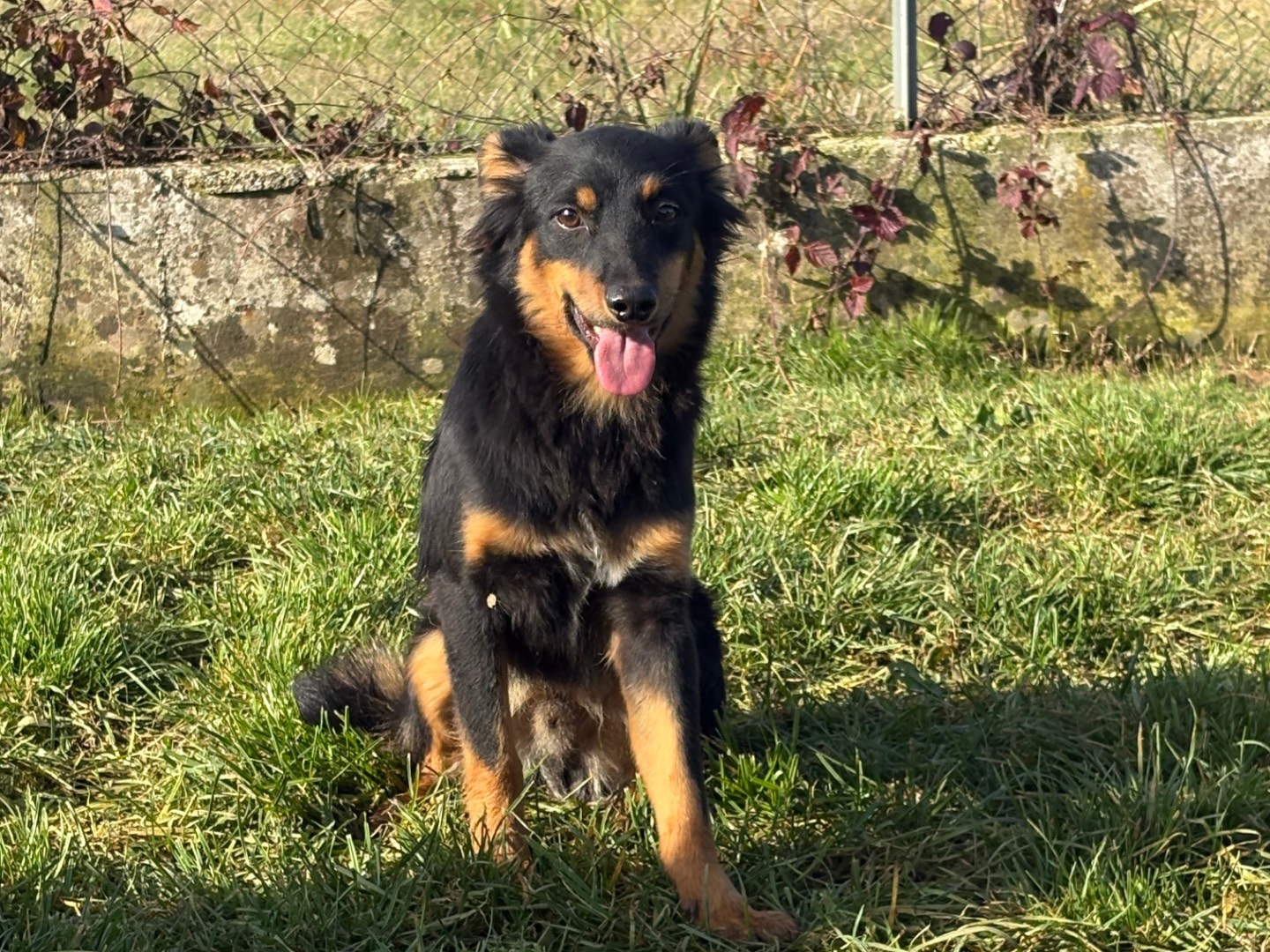 Adozione cane, maschio, Razza sconosciuta Razza sconosciuta, 1 anno e 3 mesi, taglia piccola, Frosinone