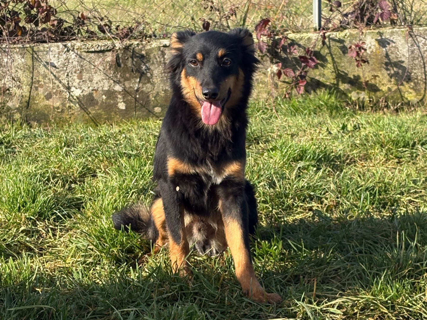 Adotta un cane, taglia piccola, maschio, Frosinone