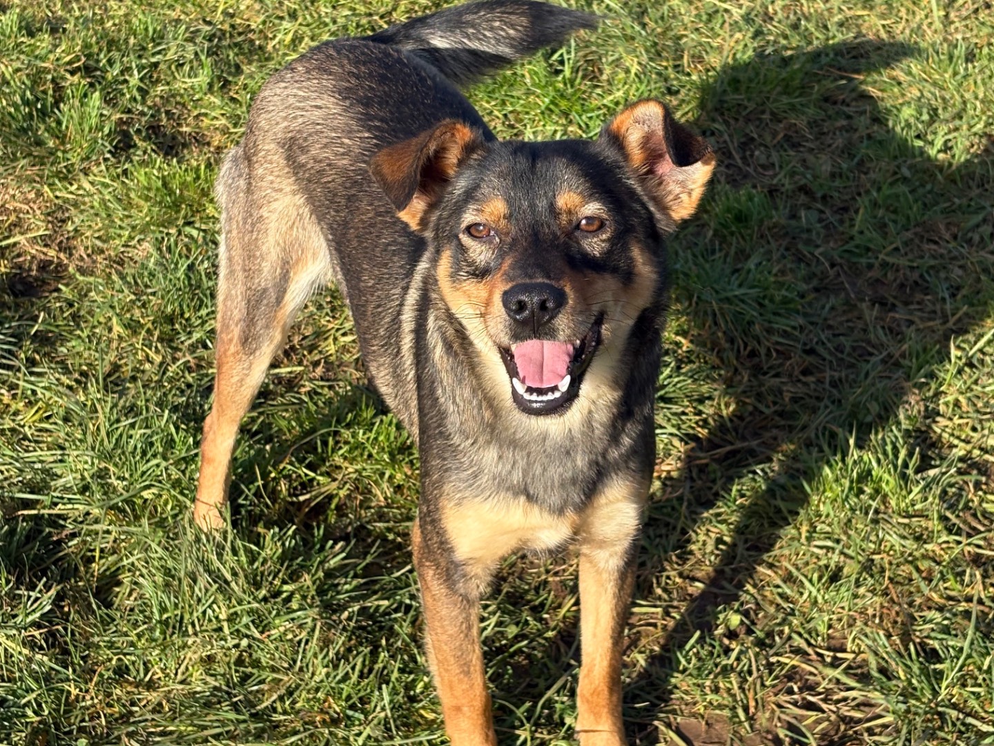Adozione cane, maschio, Razza sconosciuta Razza sconosciuta, 11 mesi, taglia piccola, Frosinone