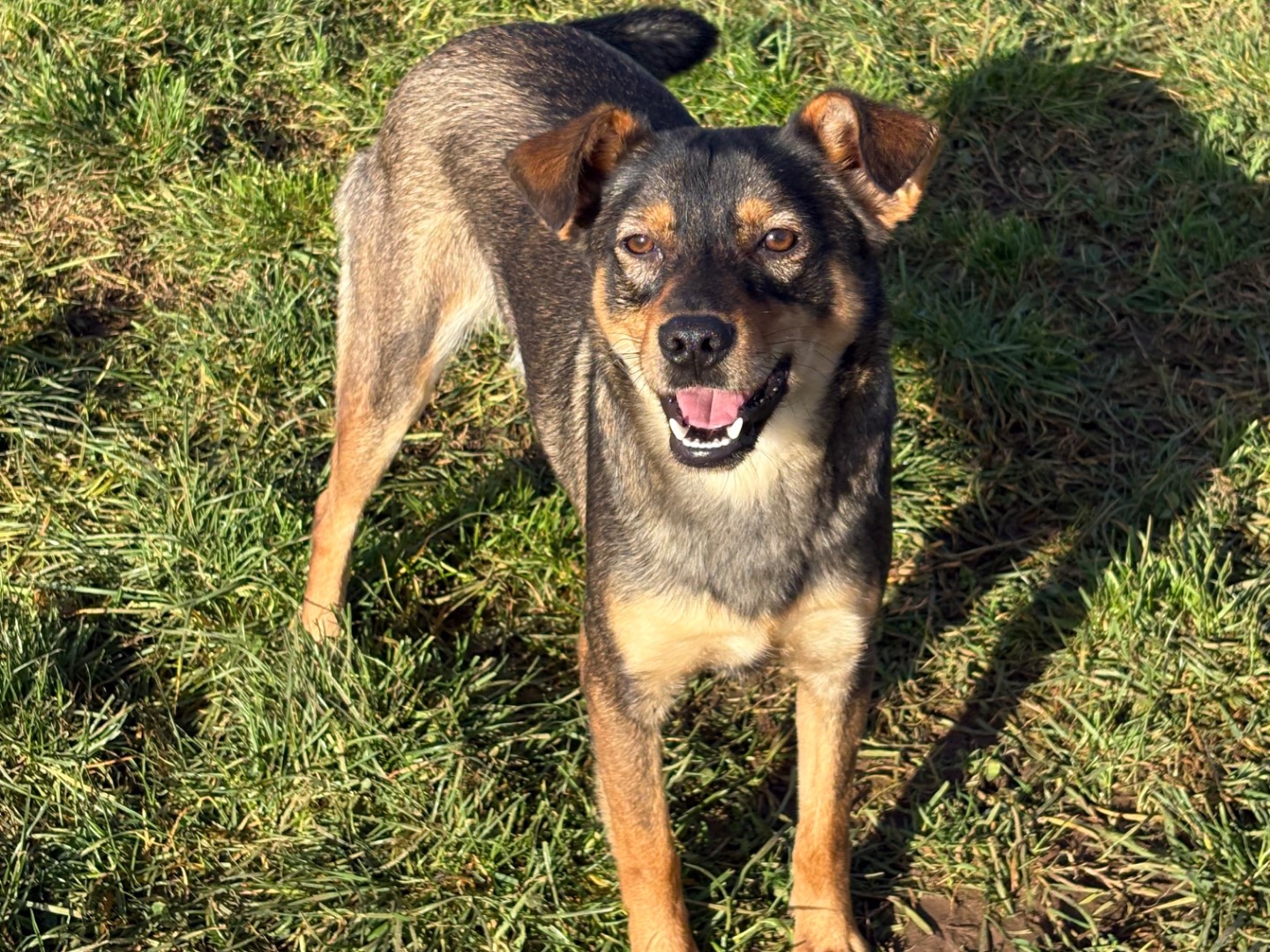 Adotta un cane, taglia piccola, maschio, Frosinone