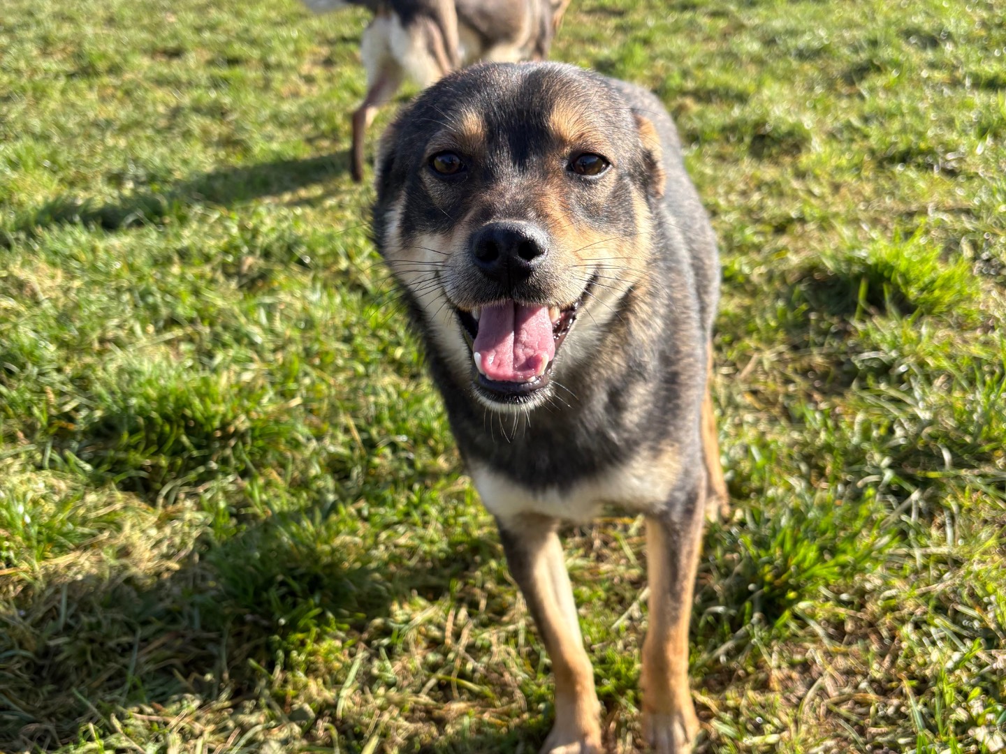 Adozione cane, maschio, Razza sconosciuta Razza sconosciuta, 11 mesi, taglia piccola, Frosinone
