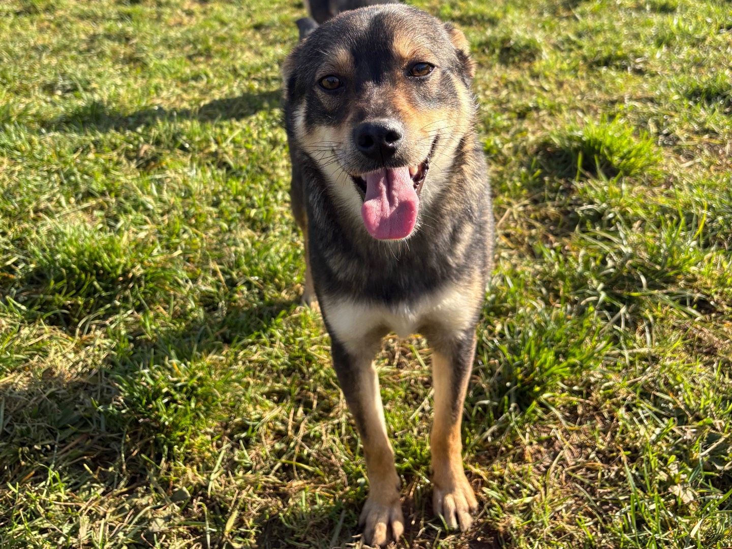 Adotta un cane, maschio, 11 mesi, Frosinone