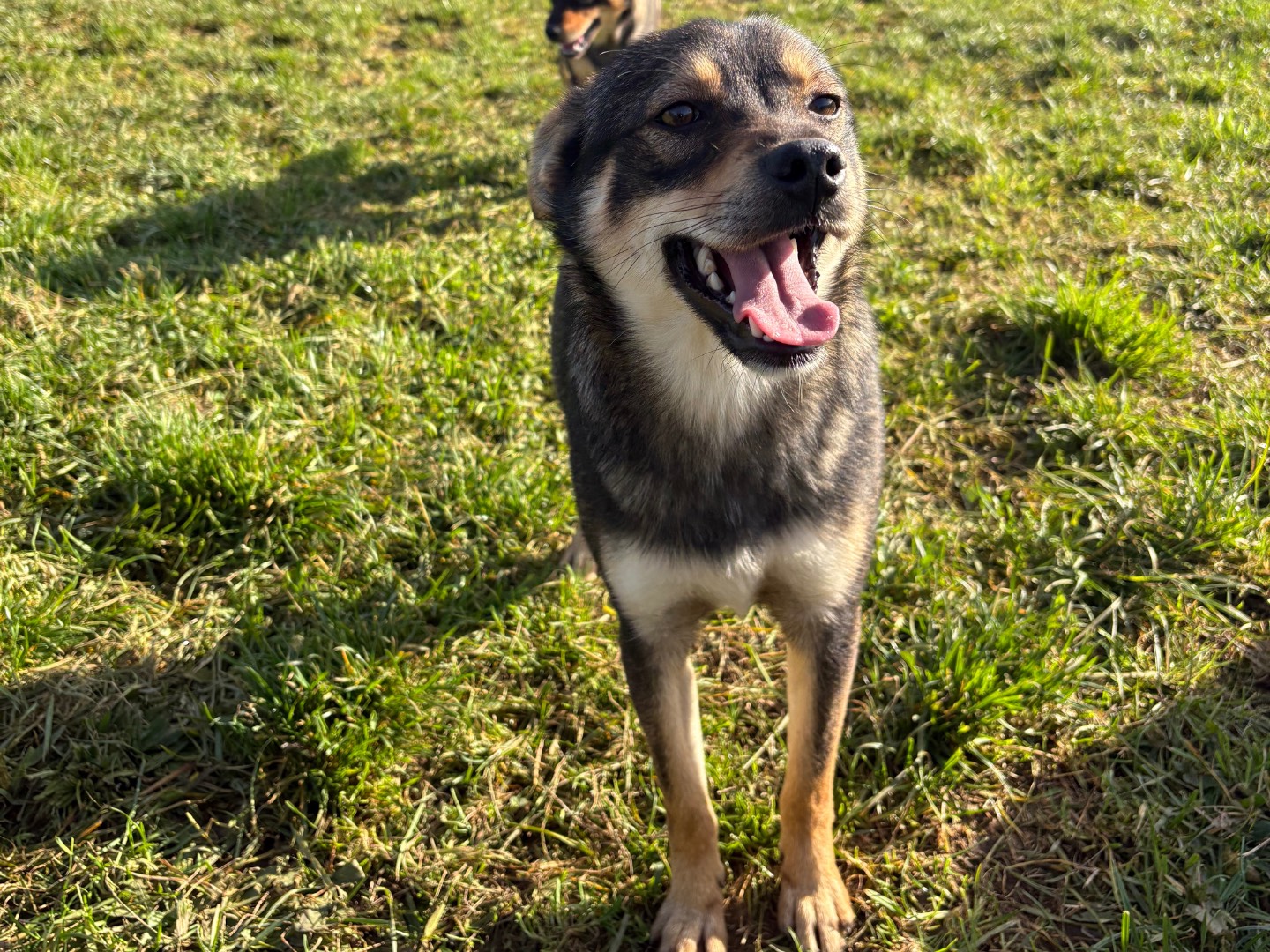 Adotta un cane, taglia piccola, maschio, Frosinone