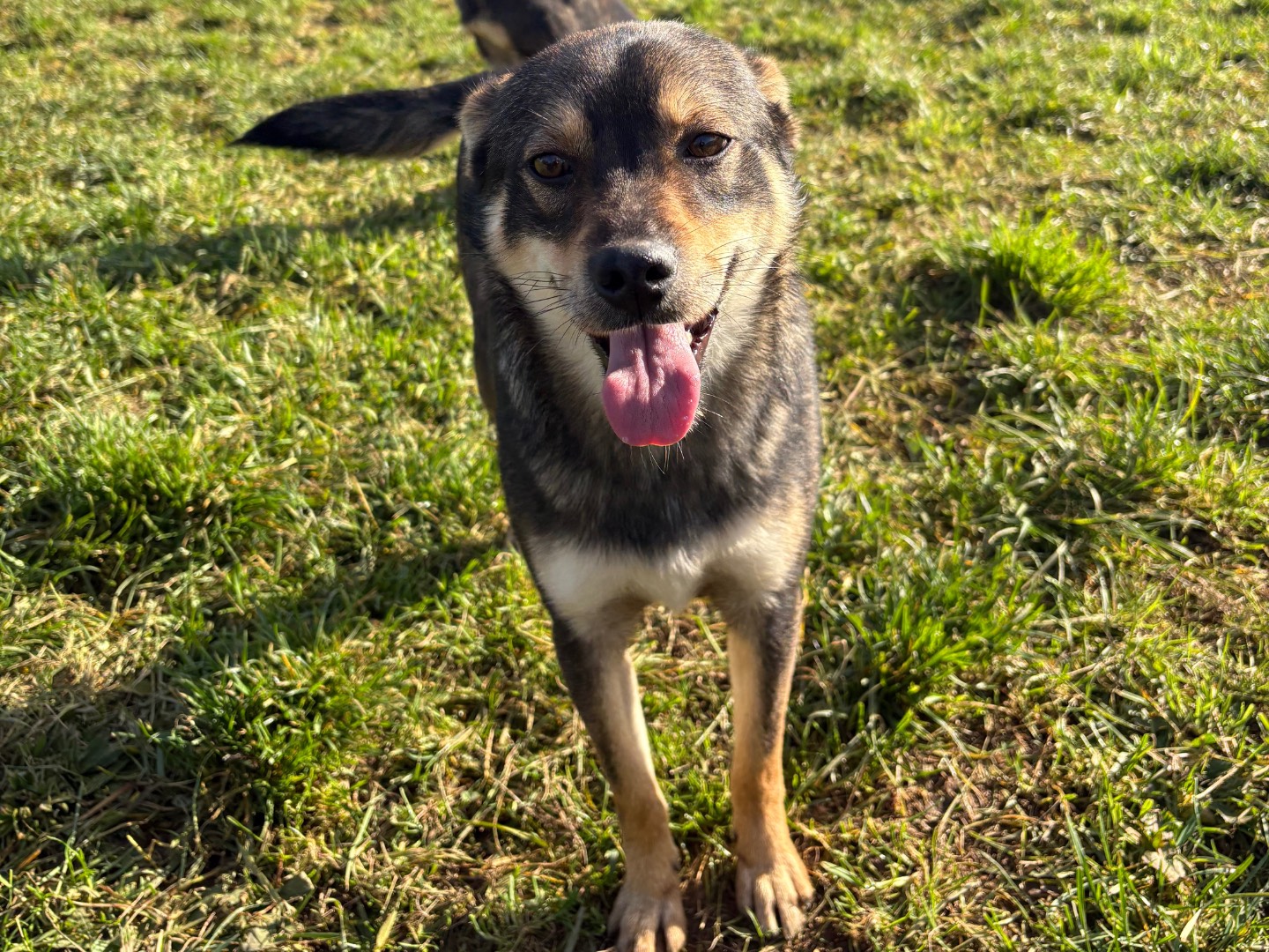 Vuoi adottare un cane a Frosinone?