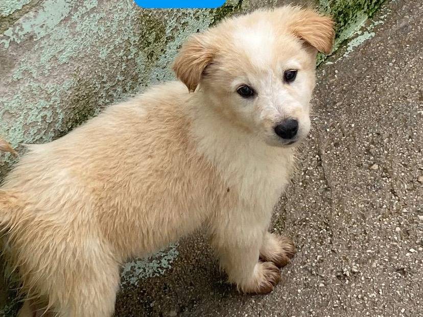 Adozione cane, maschio, Razza sconosciuta Razza sconosciuta, 2 mesi, taglia media, Avellino