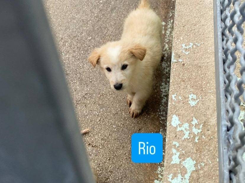 Adotta un cane, maschio, 2 mesi, Avellino