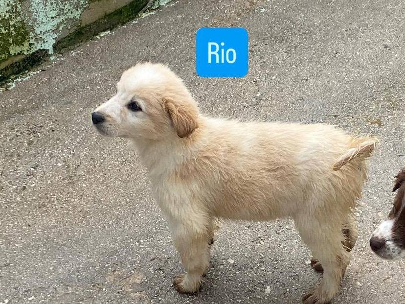 Adotta un cane, taglia media, maschio, Avellino