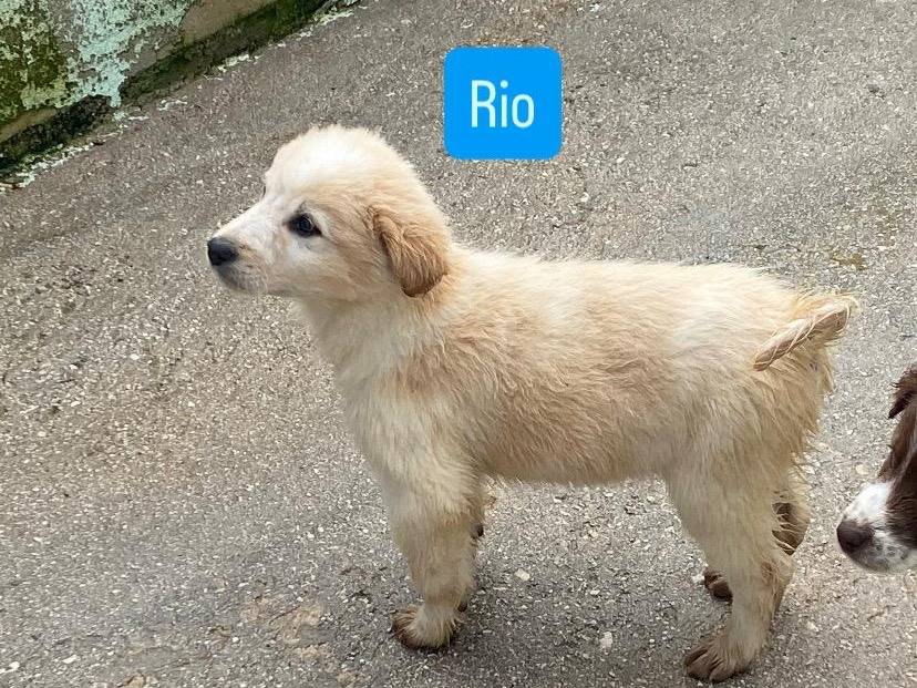Adotta il cane Rio a Avellino