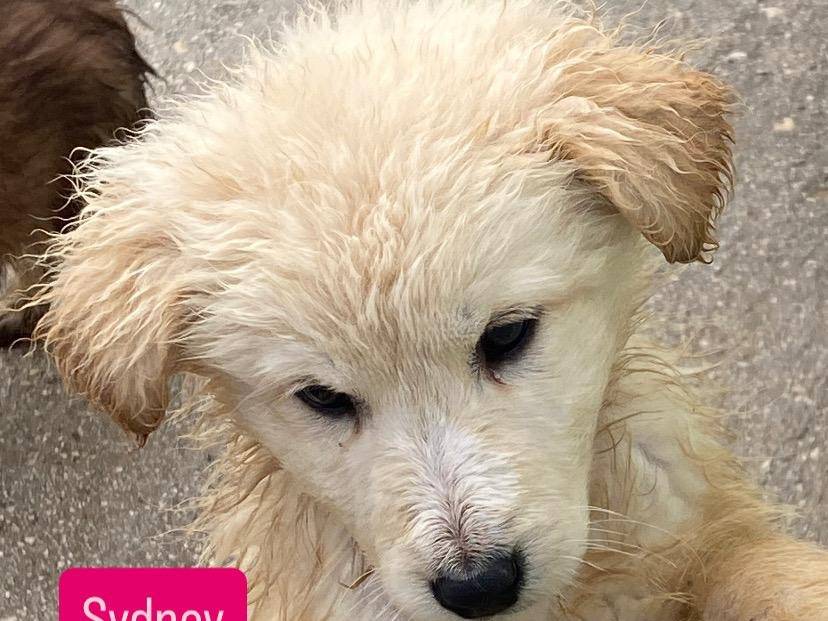 Adozione cane, femmina, Razza sconosciuta Razza sconosciuta, 3 mesi, taglia media, Avellino