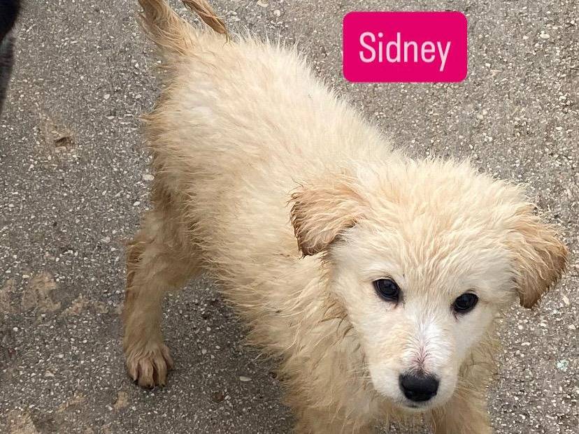 Adotta un cane, femmina, 3 mesi, Avellino