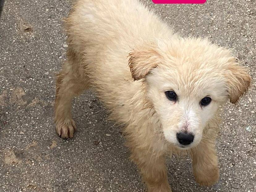 Adotta un cane, taglia media, femmina, Avellino