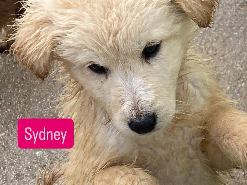 Vuoi adottare un cane a Avellino?