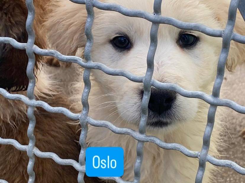 Adozione cane, maschio, Razza sconosciuta Razza sconosciuta, 2 mesi, taglia media, Avellino