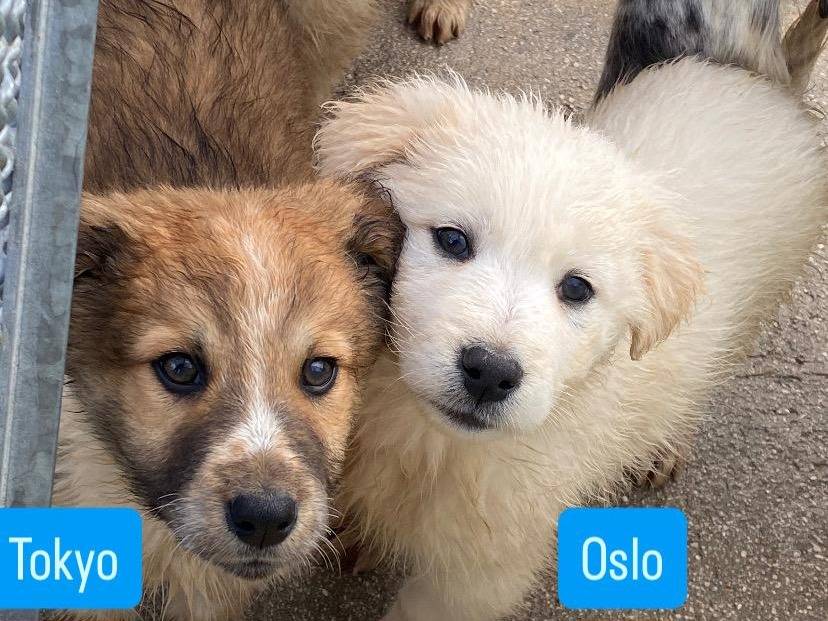 Adotta un cane, maschio, 2 mesi, Avellino