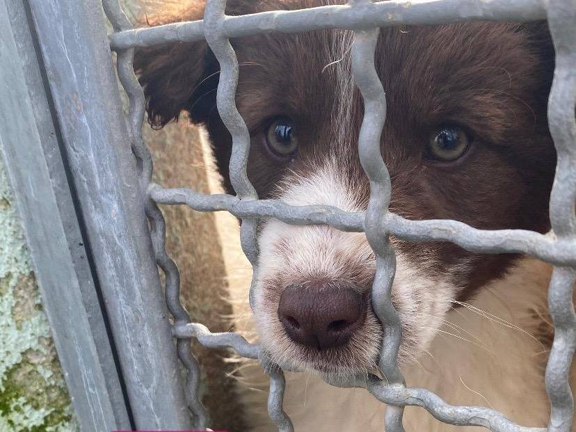 Adozione cane, femmina, Razza sconosciuta Razza sconosciuta, 3 mesi, taglia media, Avellino