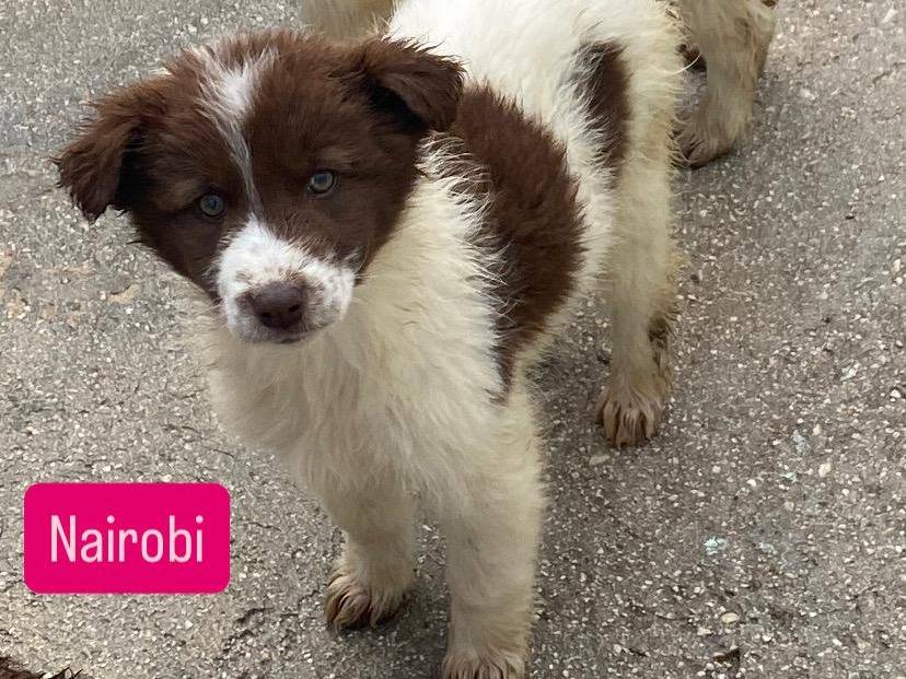 Adotta un cane, femmina, 3 mesi, Avellino