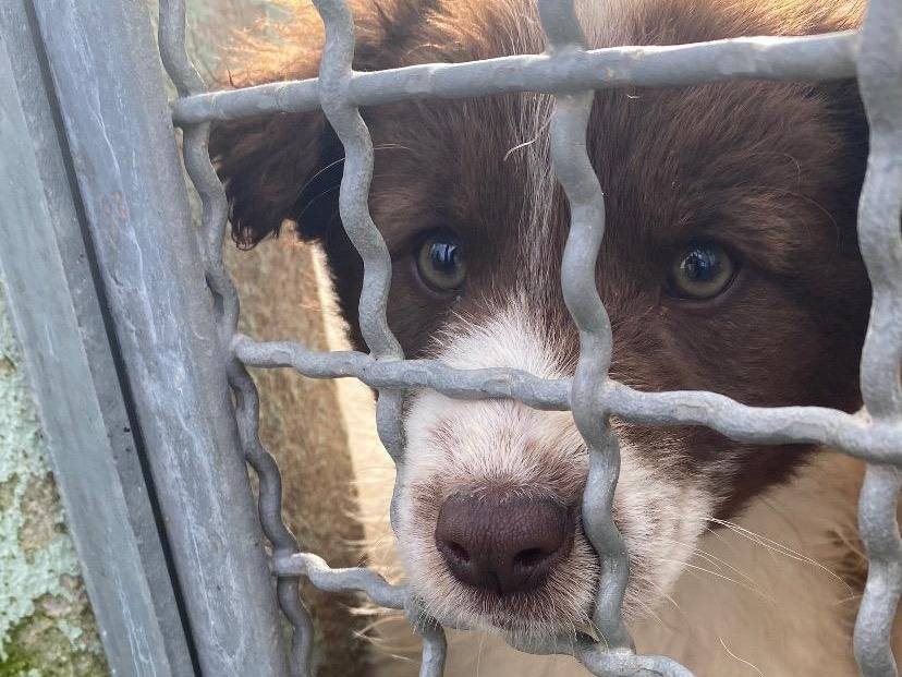 Vuoi adottare un cane a Avellino?