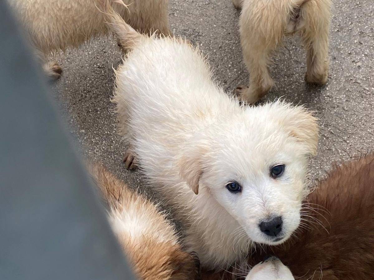 Vuoi adottare un cane a Avellino?