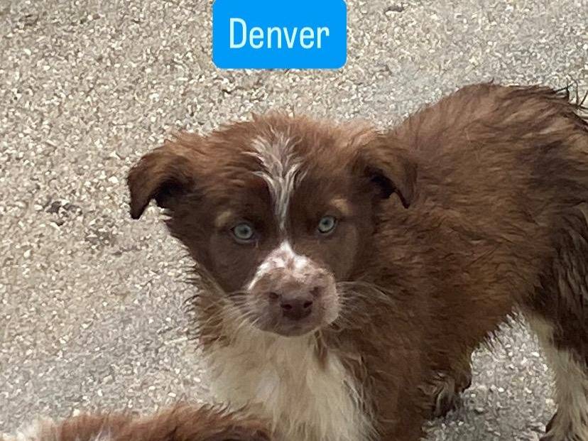 Adozione cane, femmina, Razza sconosciuta Razza sconosciuta, 3 mesi, taglia media, Avellino