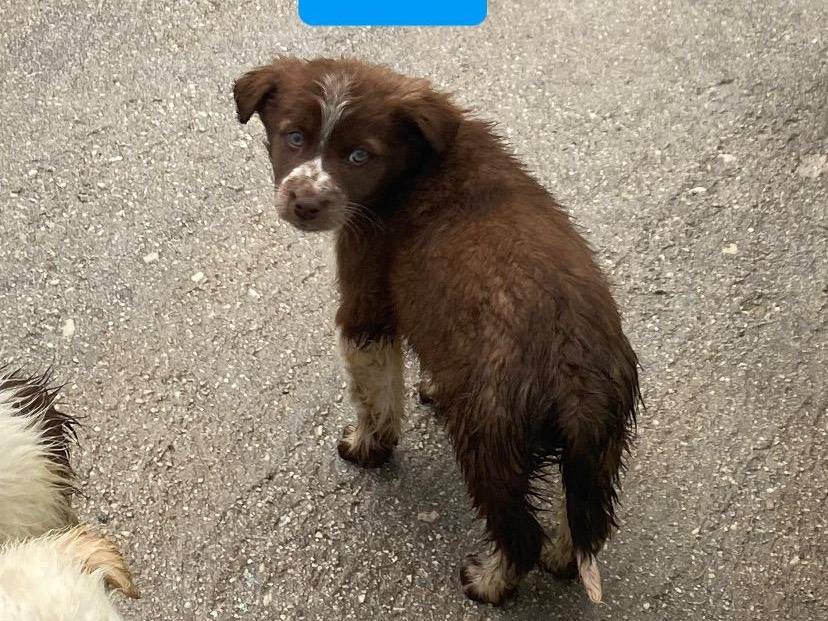 Adotta un cane, femmina, 3 mesi, Avellino