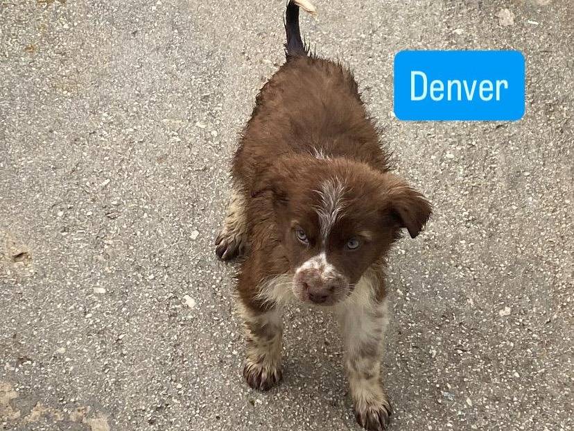 Adotta un cane, taglia media, femmina, Avellino