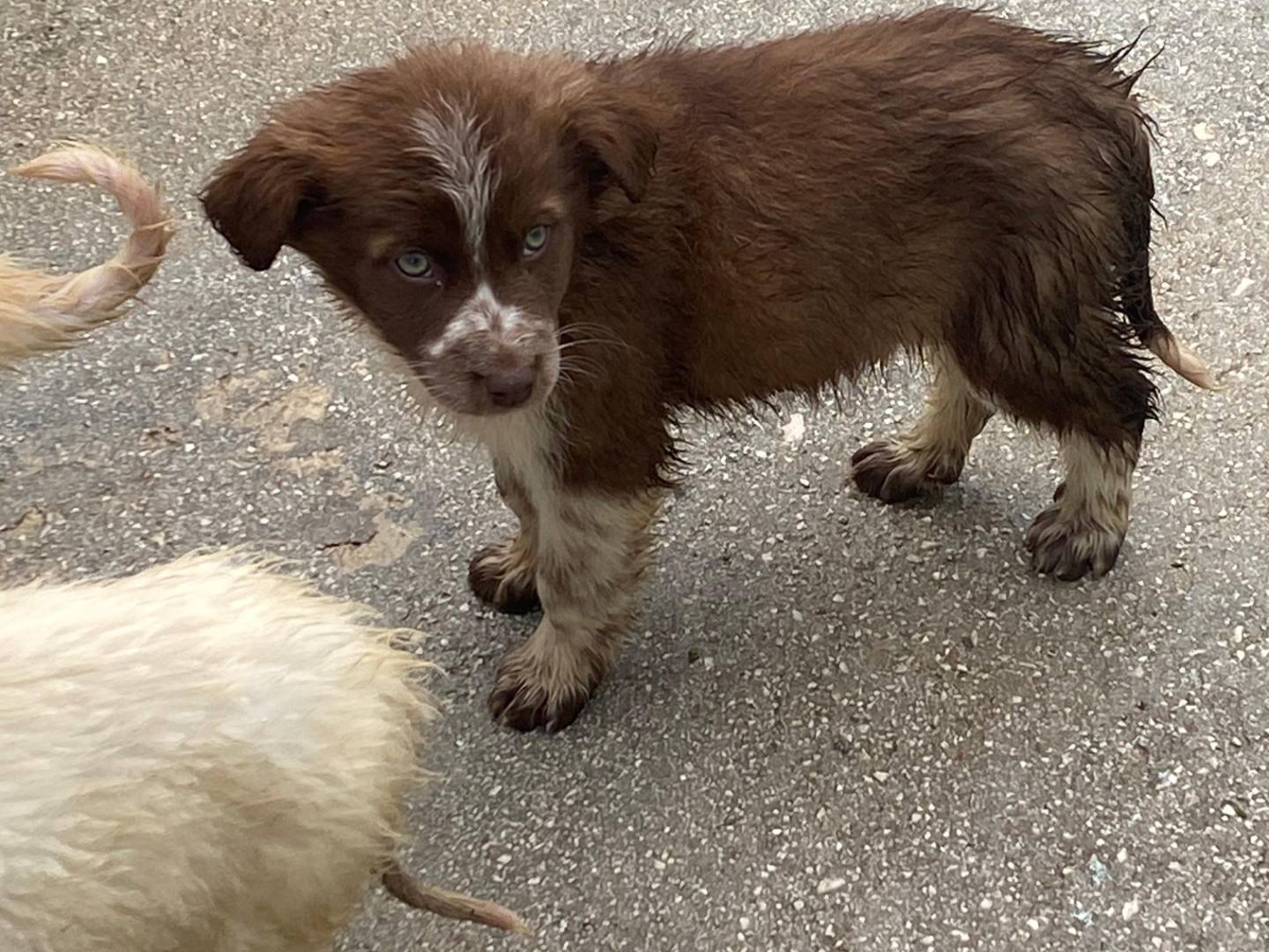 Vuoi adottare un cane a Avellino?