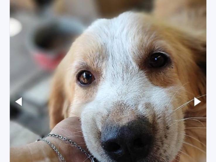 Adotta il cane Simba a Milano