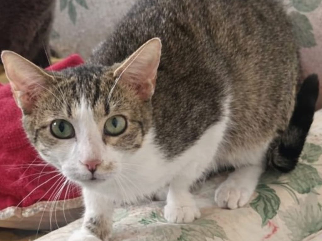 Adozione gatto, femmina, Razza sconosciuta Razza sconosciuta, 8 mesi, taglia non valida, Milano