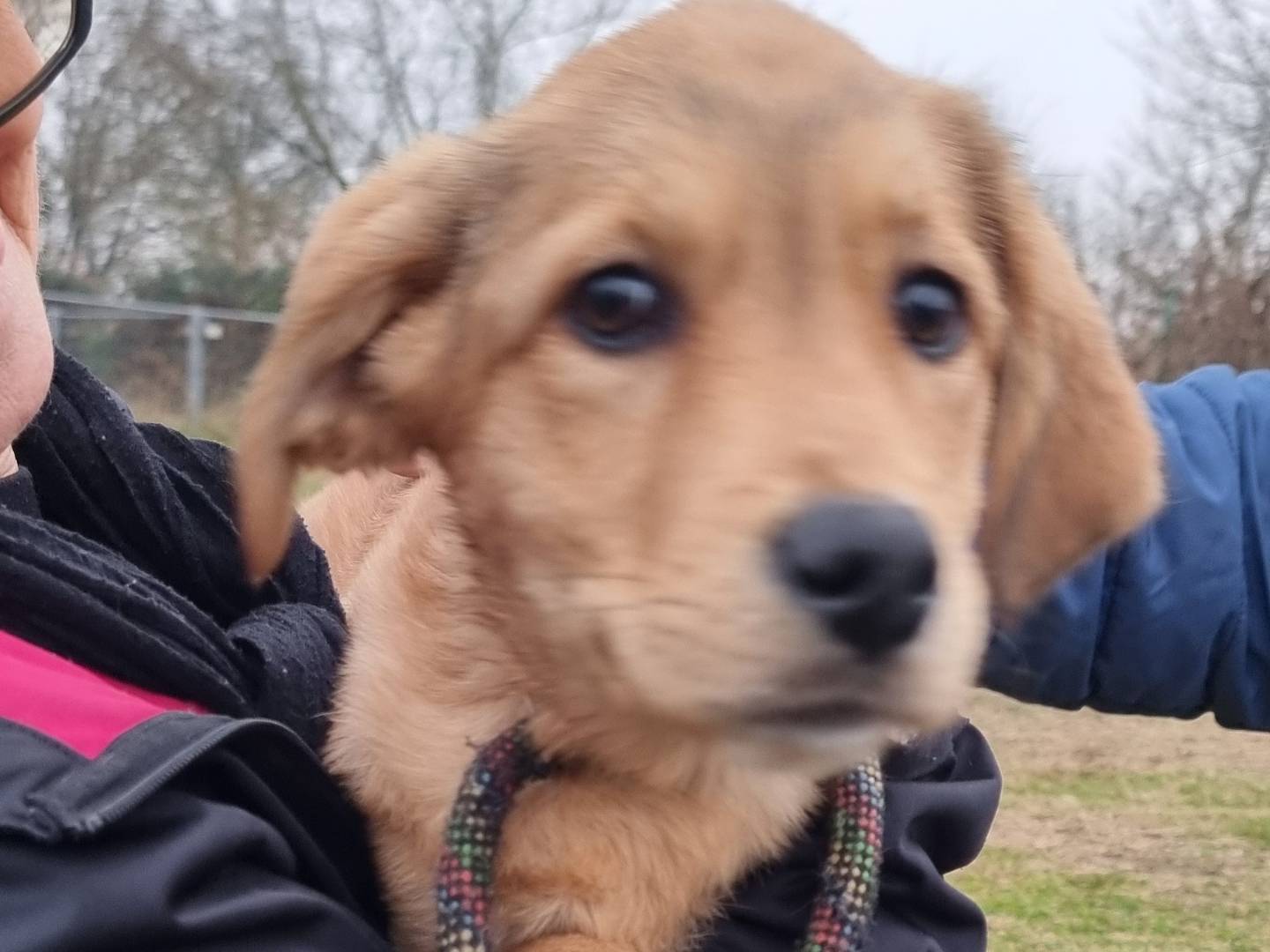 Adozione cane, maschio, Golden Retriever Razza sconosciuta, 4 mesi, taglia media, Pavia