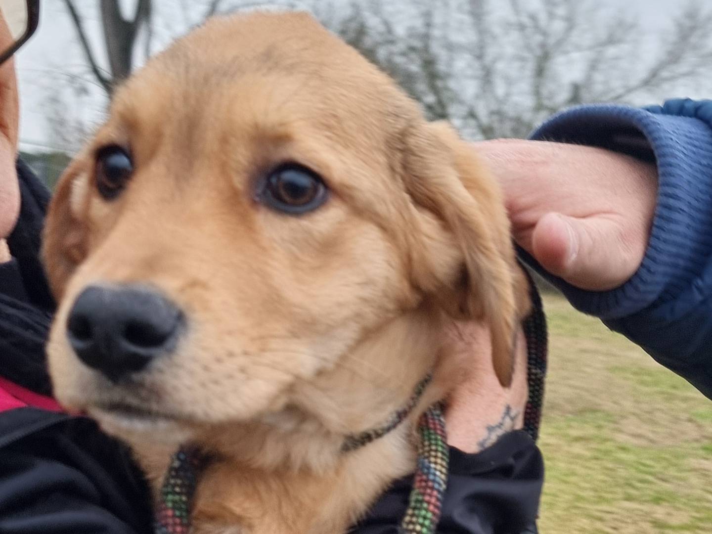 Adotta un cane, maschio, 4 mesi, Pavia
