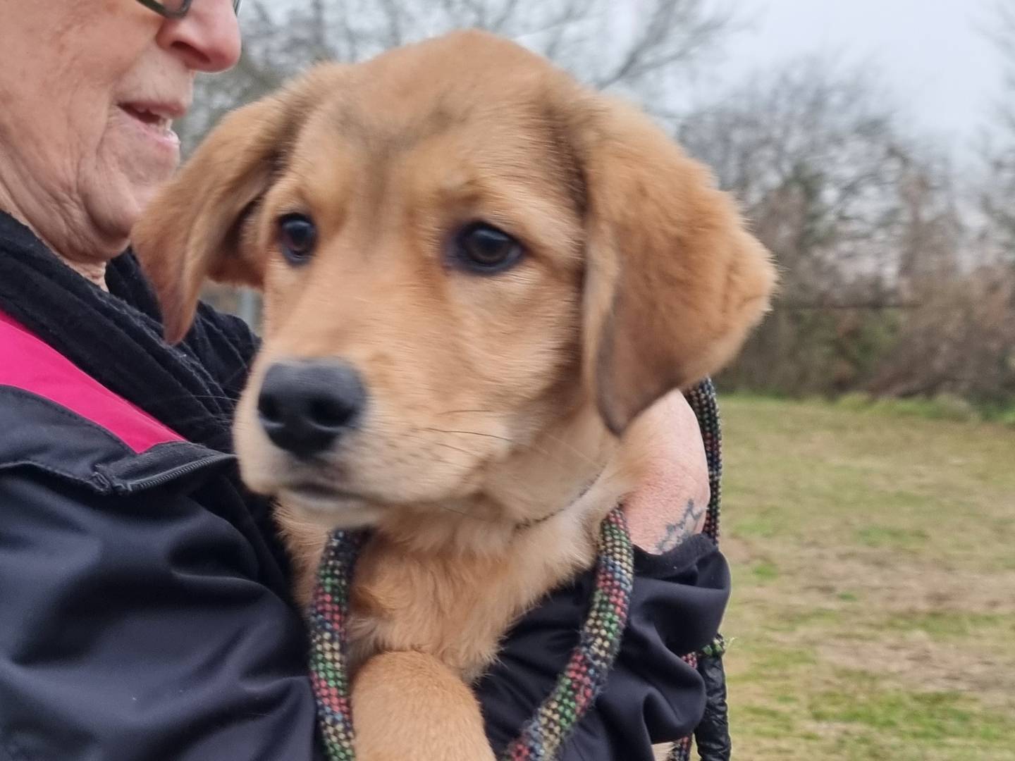 Adotta un cane, taglia media, maschio, Pavia