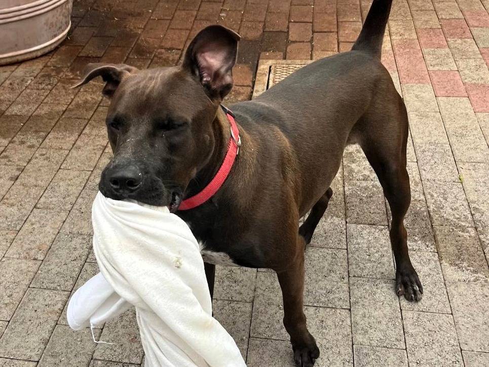 Vuoi adottare un cane a Milano?