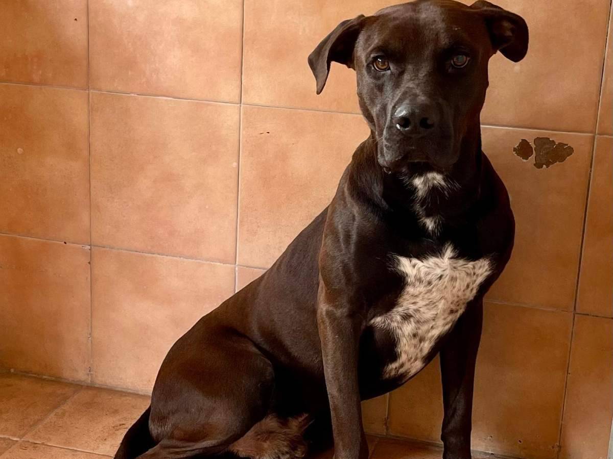 Adotta il cane NIGEL a Milano