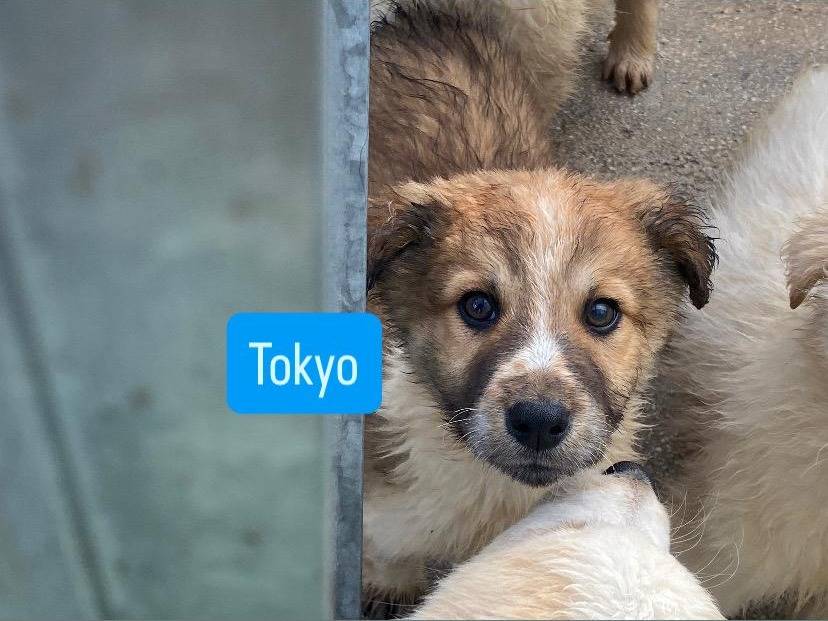 Adozione cane, maschio, Razza sconosciuta Razza sconosciuta, 3 mesi, taglia media, Avellino