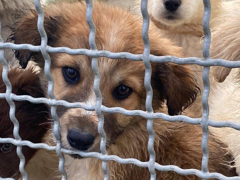 Adotta un cane, maschio, 3 mesi, Avellino