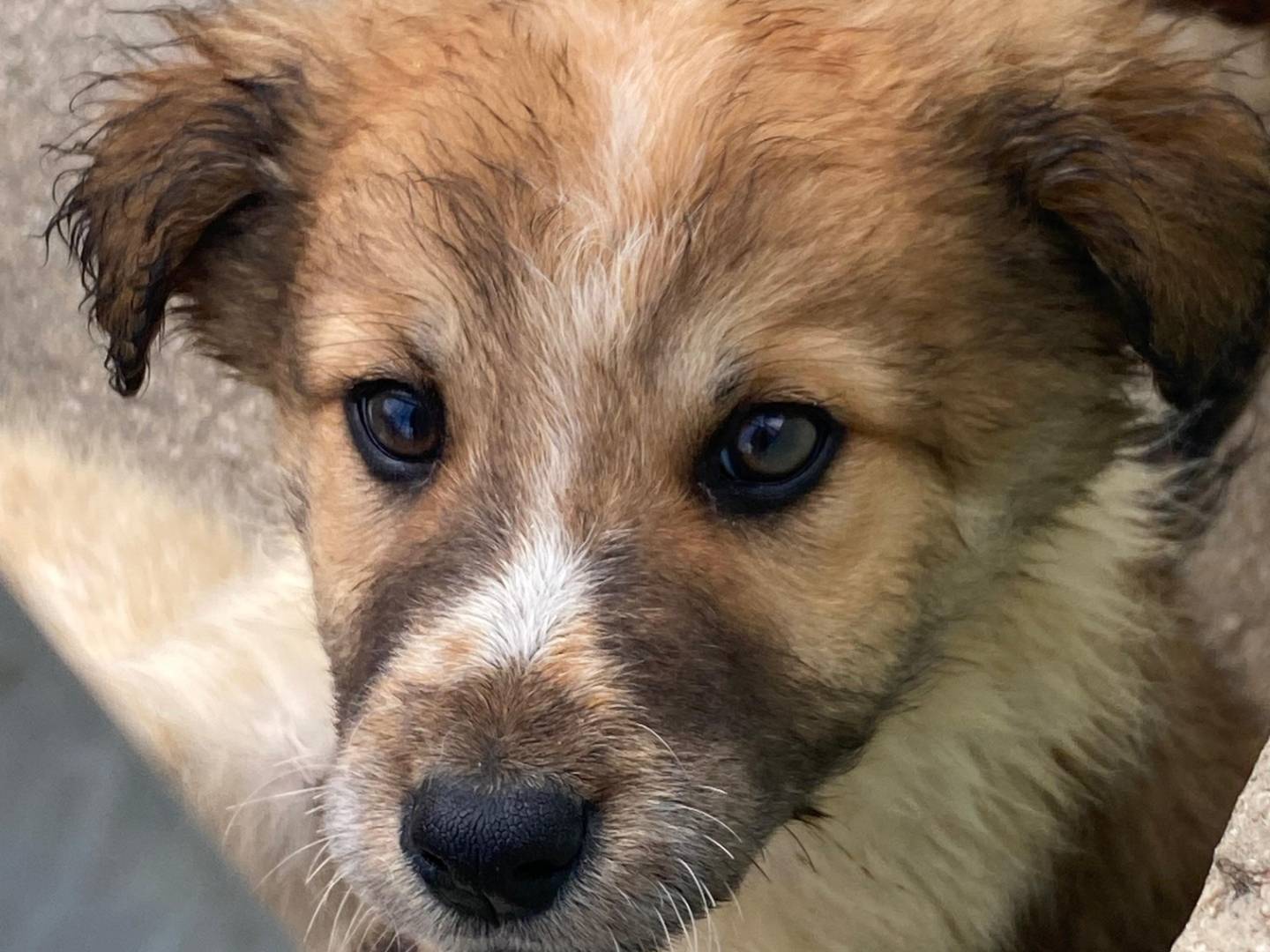 Adotta un cane, taglia media, maschio, Avellino