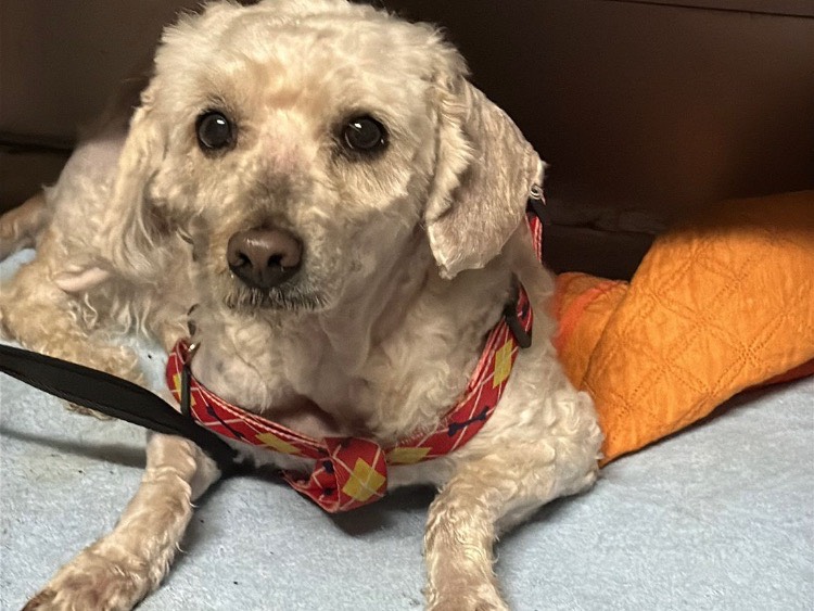 Adozione cane, maschio, Barbone Razza sconosciuta, 2 anni e 5 mesi, taglia piccola, Bari