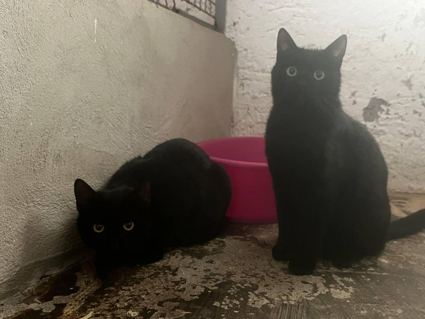 Adozione gatto, maschio, Razza sconosciuta Razza sconosciuta, 8 mesi, taglia non valida, Roma