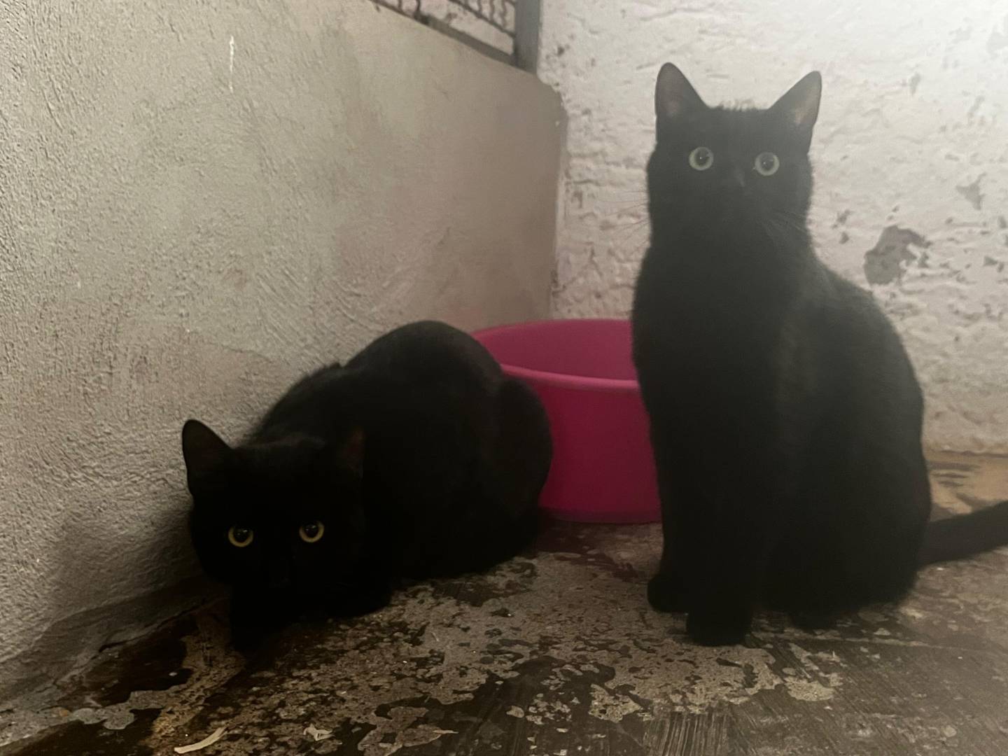 Adotta un gatto, maschio, 8 mesi, Roma