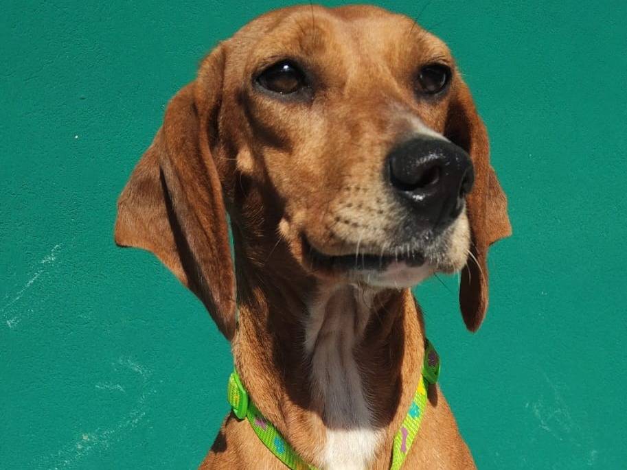 Adozione cane, femmina, Razza sconosciuta Razza sconosciuta, 2 anni e 11 mesi, taglia media contenuta, Monza