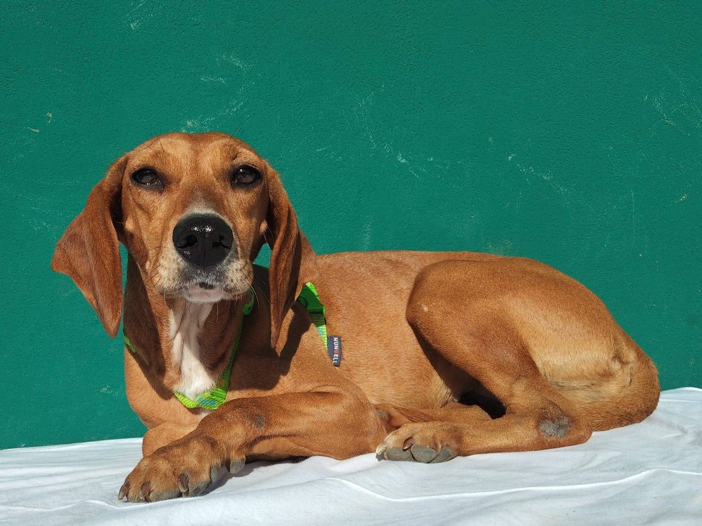 Adotta un cane, femmina, 2 anni e 11 mesi, Monza