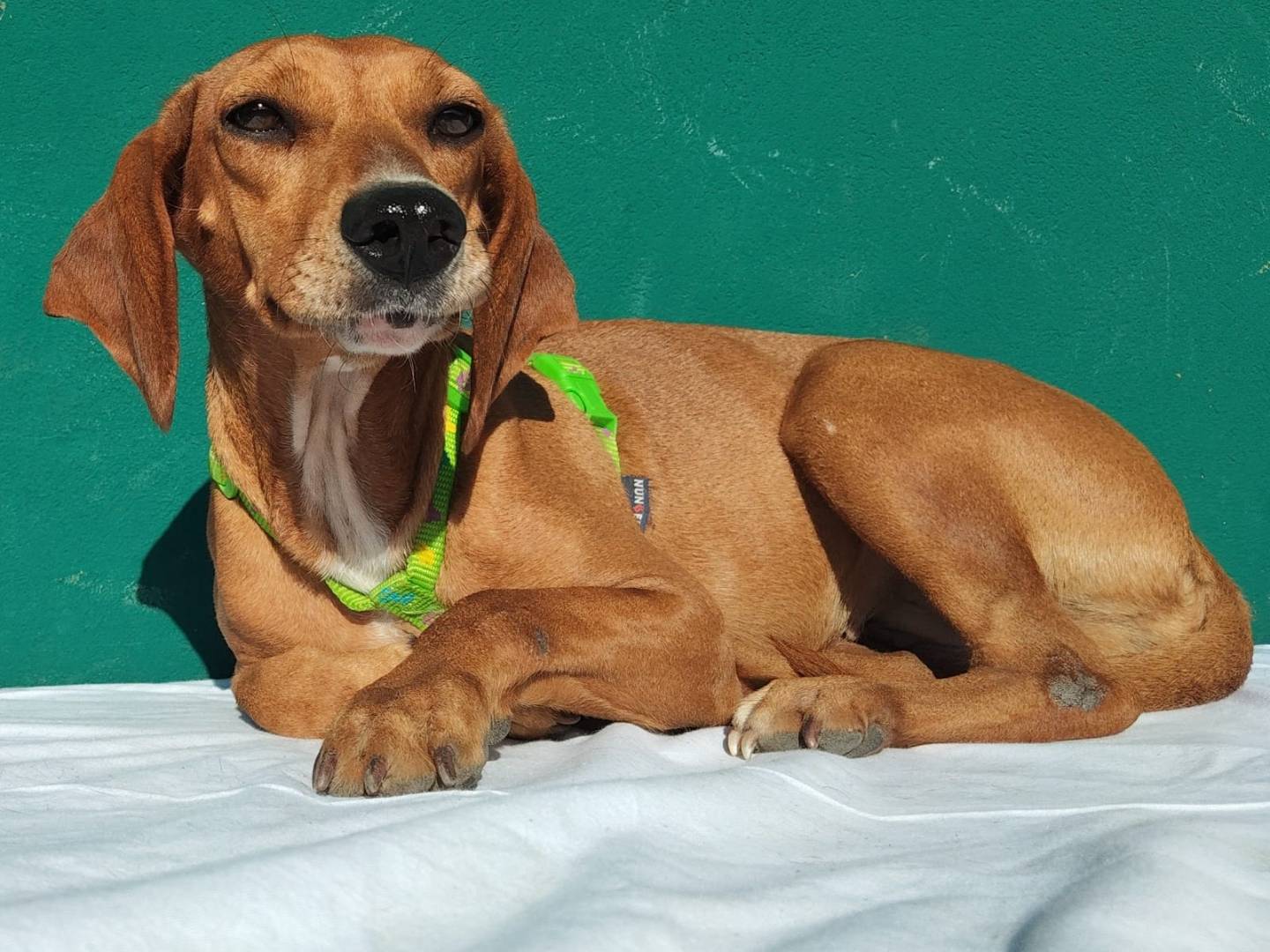 Vuoi adottare un cane a Monza?