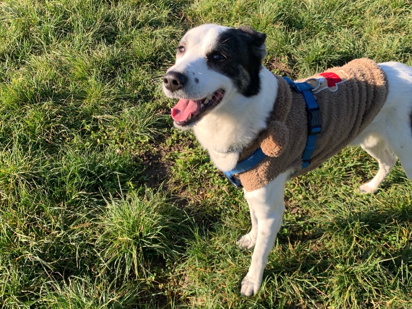 Adozione cane, maschio, Razza sconosciuta Razza sconosciuta, 3 anni e 7 mesi, taglia media, Milano