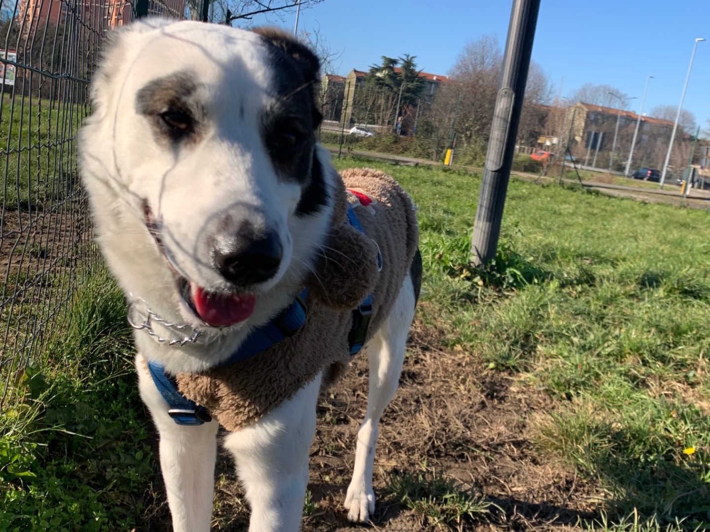 Adotta un cane, taglia media, maschio, Milano
