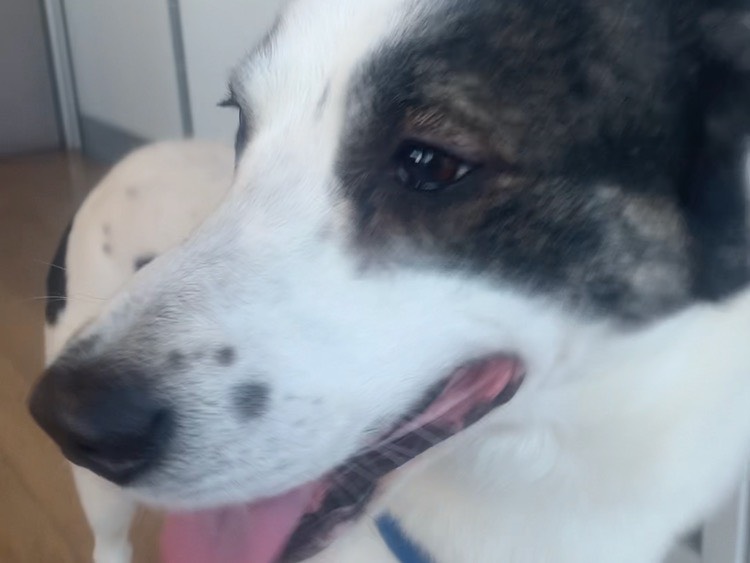 Vuoi adottare un cane a Milano?