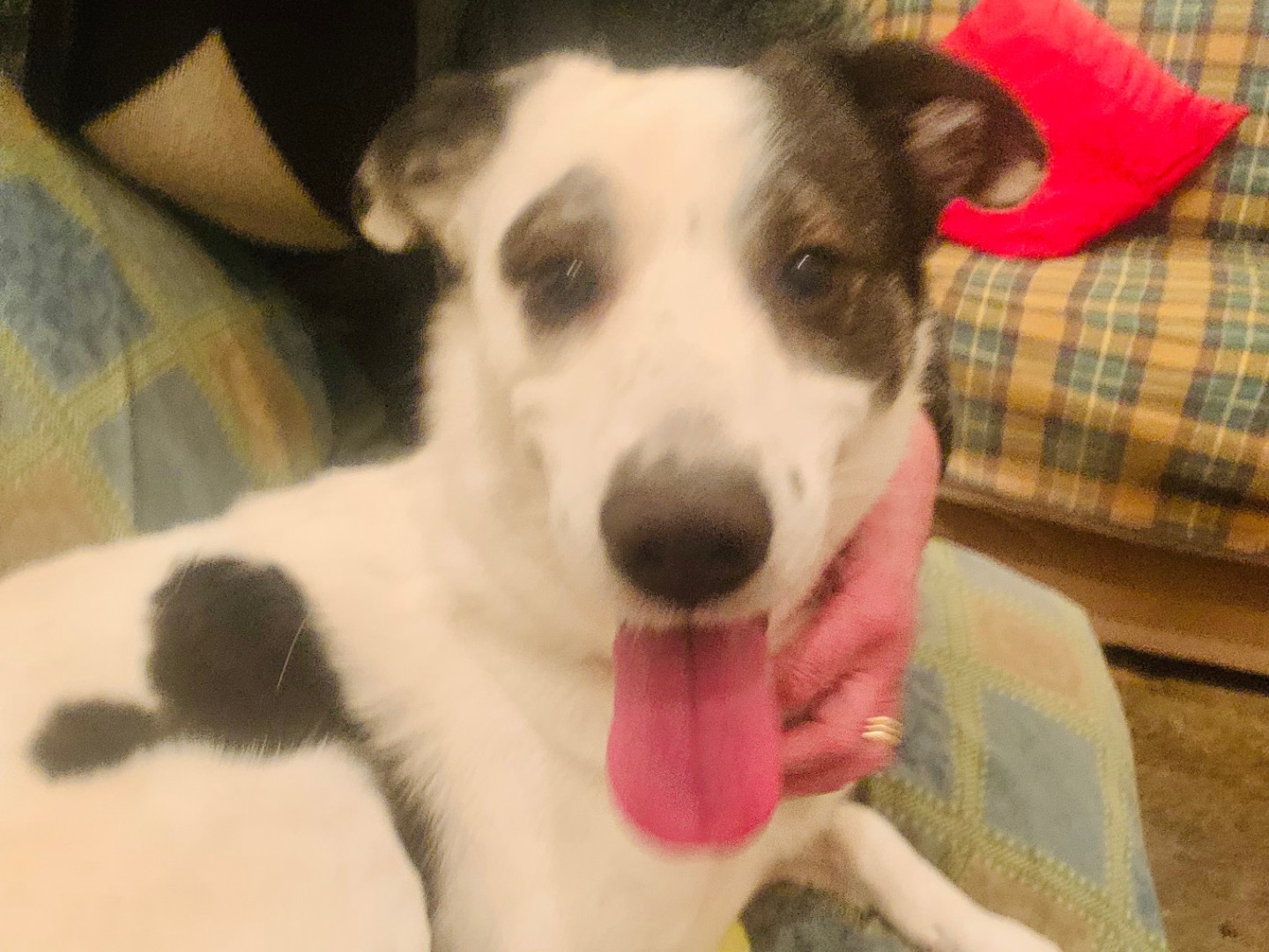 Adotta il cane Cesanne a Milano