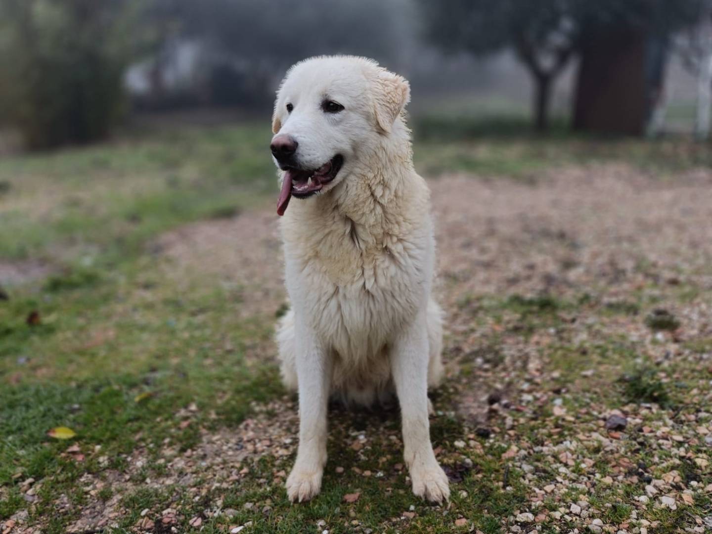 Adotta un cane, maschio, 1 anno, Ancona